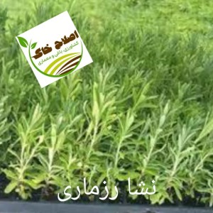 نشا گیاهان دارویی