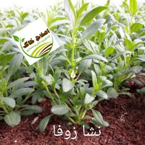 نشا گیاهان دارویی