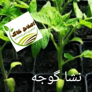 نشا گیاهان دارویی