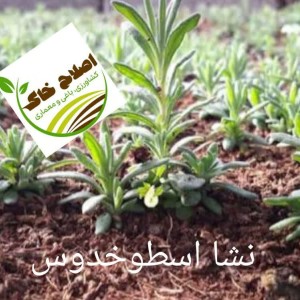نشا گیاهان دارویی
