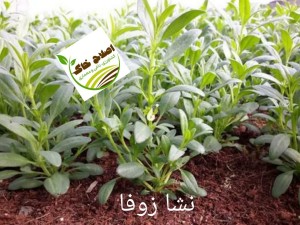 نشا گیاهان دارویی