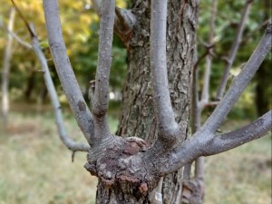 پیوند انواع درختان میوه