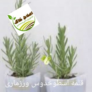 قلمه گل زینتی،قلمه درختان خاص،قلمه گیاهان دارویی