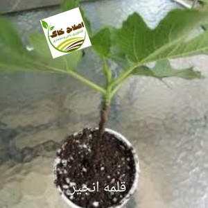 قلمه گل زینتی،قلمه درختان خاص،قلمه گیاهان دارویی