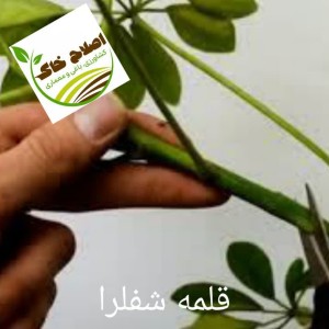 قلمه گل زینتی،قلمه درختان خاص،قلمه گیاهان دارویی