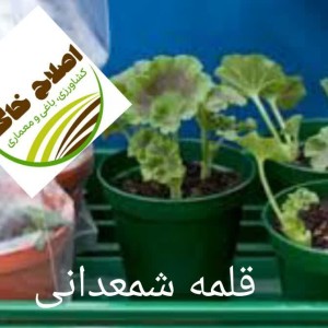 قلمه گل زینتی،قلمه درختان خاص،قلمه گیاهان دارویی