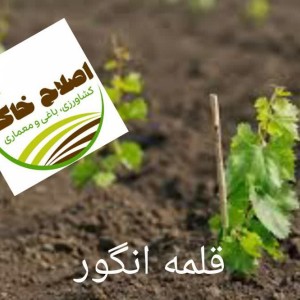 قلمه گل زینتی،قلمه درختان خاص،قلمه گیاهان دارویی