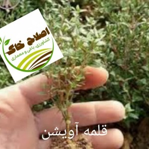 قلمه گل زینتی،قلمه درختان خاص،قلمه گیاهان دارویی