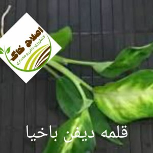 قلمه گل زینتی،قلمه درختان خاص،قلمه گیاهان دارویی