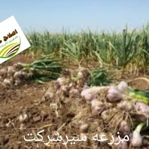 محصول شماره دو