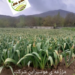 محصول شماره دو