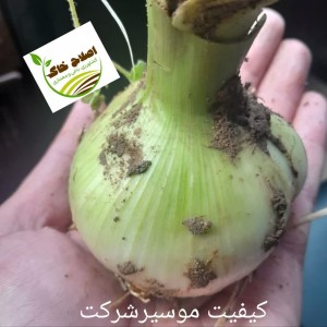 محصول شماره دو