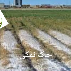 محصول شماره چهار