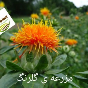 کشت کم آب بر