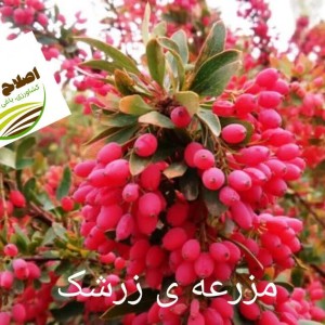 کشت کم آب بر