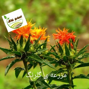 کشت کم آب بر