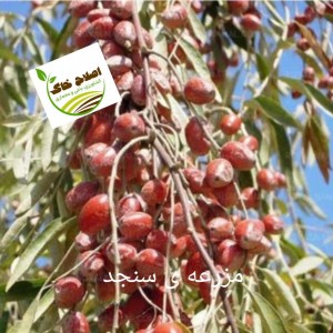 کشت کم آب بر