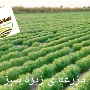 کشت کم آب بر