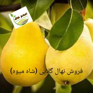 فروش انواع نهال های مثمر وغیر مثمر