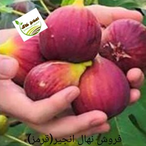 فروش انواع نهال های مثمر وغیر مثمر