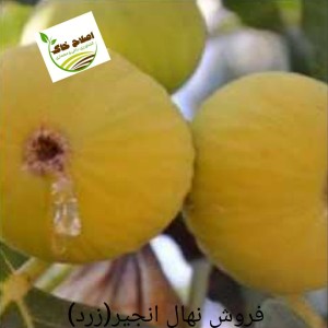 فروش انواع نهال های مثمر وغیر مثمر