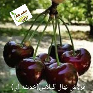 فروش انواع نهال های مثمر وغیر مثمر