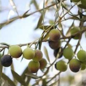 فروش انواع نهال های مثمر وغیر مثمر