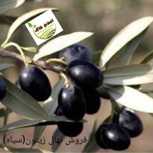 فروش انواع نهال های مثمر وغیر مثمر
