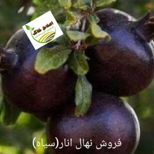 فروش انواع نهال های مثمر وغیر مثمر