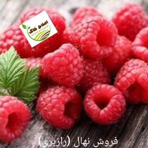 فروش انواع نهال های مثمر وغیر مثمر