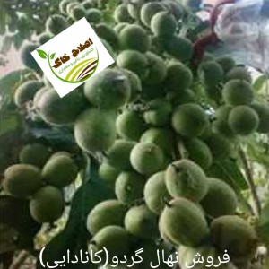 فروش انواع نهال های مثمر وغیر مثمر