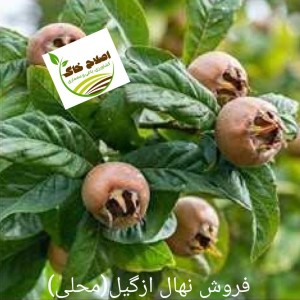 فروش انواع نهال های مثمر وغیر مثمر
