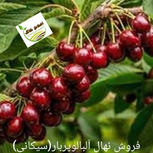 فروش انواع نهال های مثمر وغیر مثمر