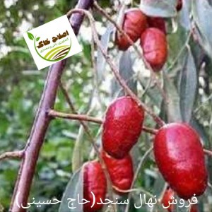 فروش انواع نهال های مثمر وغیر مثمر