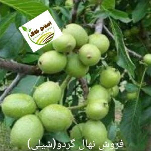 فروش انواع نهال های مثمر وغیر مثمر