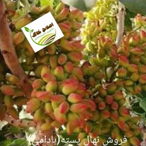 فروش انواع نهال های مثمر وغیر مثمر