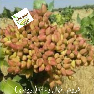 فروش انواع نهال های مثمر وغیر مثمر