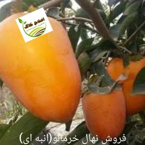 فروش انواع نهال های مثمر وغیر مثمر