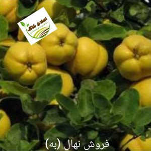 فروش انواع نهال های مثمر وغیر مثمر