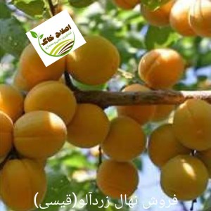 فروش انواع نهال های مثمر وغیر مثمر