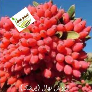 فروش انواع نهال های مثمر وغیر مثمر