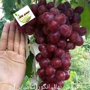 فروش انواع نهال های مثمر وغیر مثمر