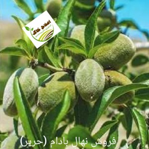فروش انواع نهال های مثمر وغیر مثمر