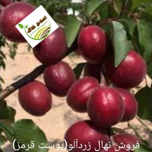 فروش انواع نهال های مثمر وغیر مثمر