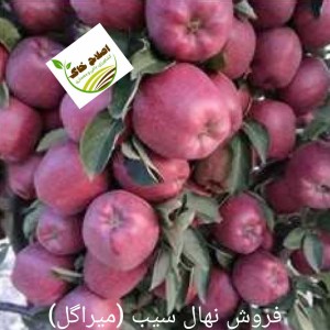 فروش انواع نهال های مثمر وغیر مثمر