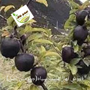فروش انواع نهال های مثمر وغیر مثمر