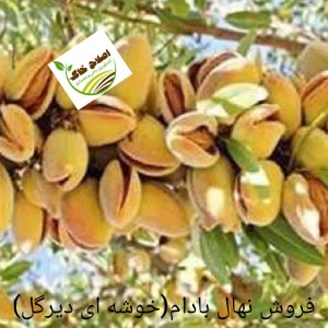 فروش انواع نهال های مثمر وغیر مثمر