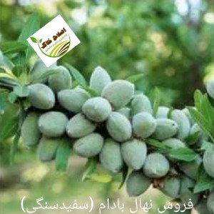 فروش انواع نهال های مثمر وغیر مثمر