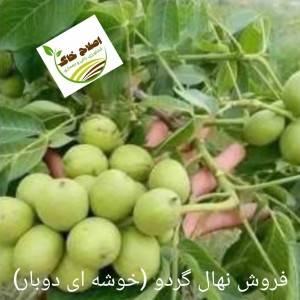 فروش انواع نهال های مثمر وغیر مثمر
