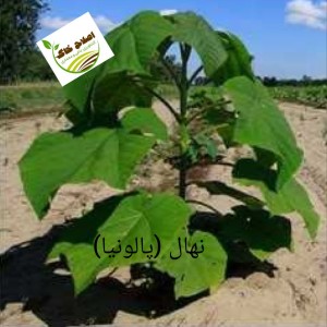 فروش انواع نهال های مثمر وغیر مثمر